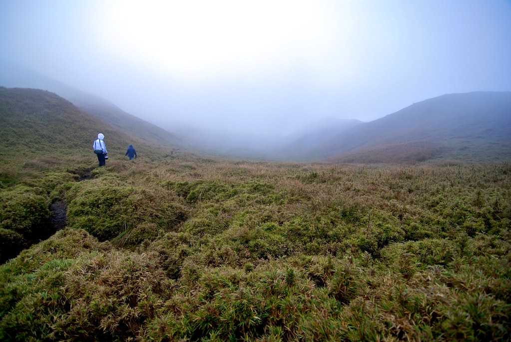 Dwarf bamboo grassland above Babadak Ranger Station on Mount Pulag
