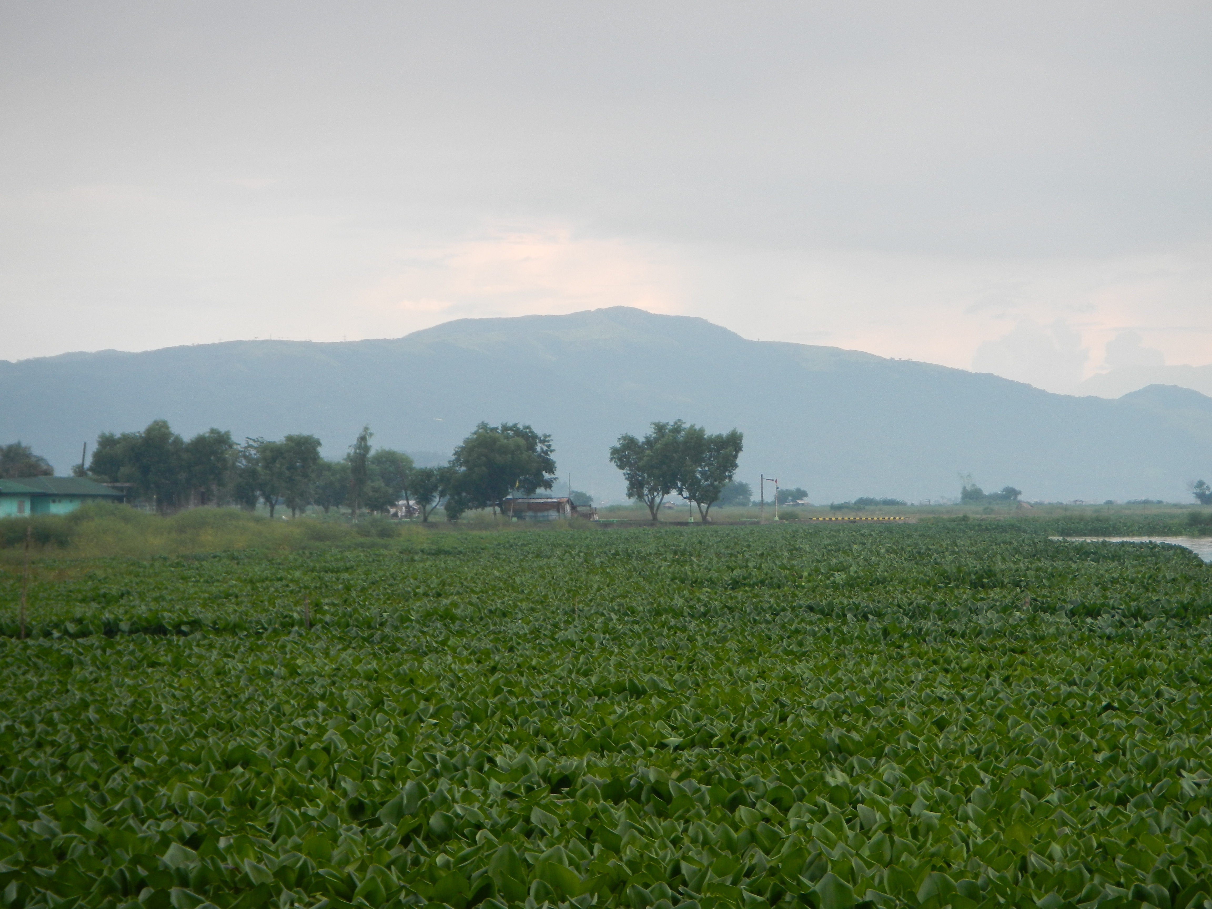 Manggahan Campsite, Mt. Sembrano in Pililla, Rizal, showing Pililla,Rizaljf6742 13