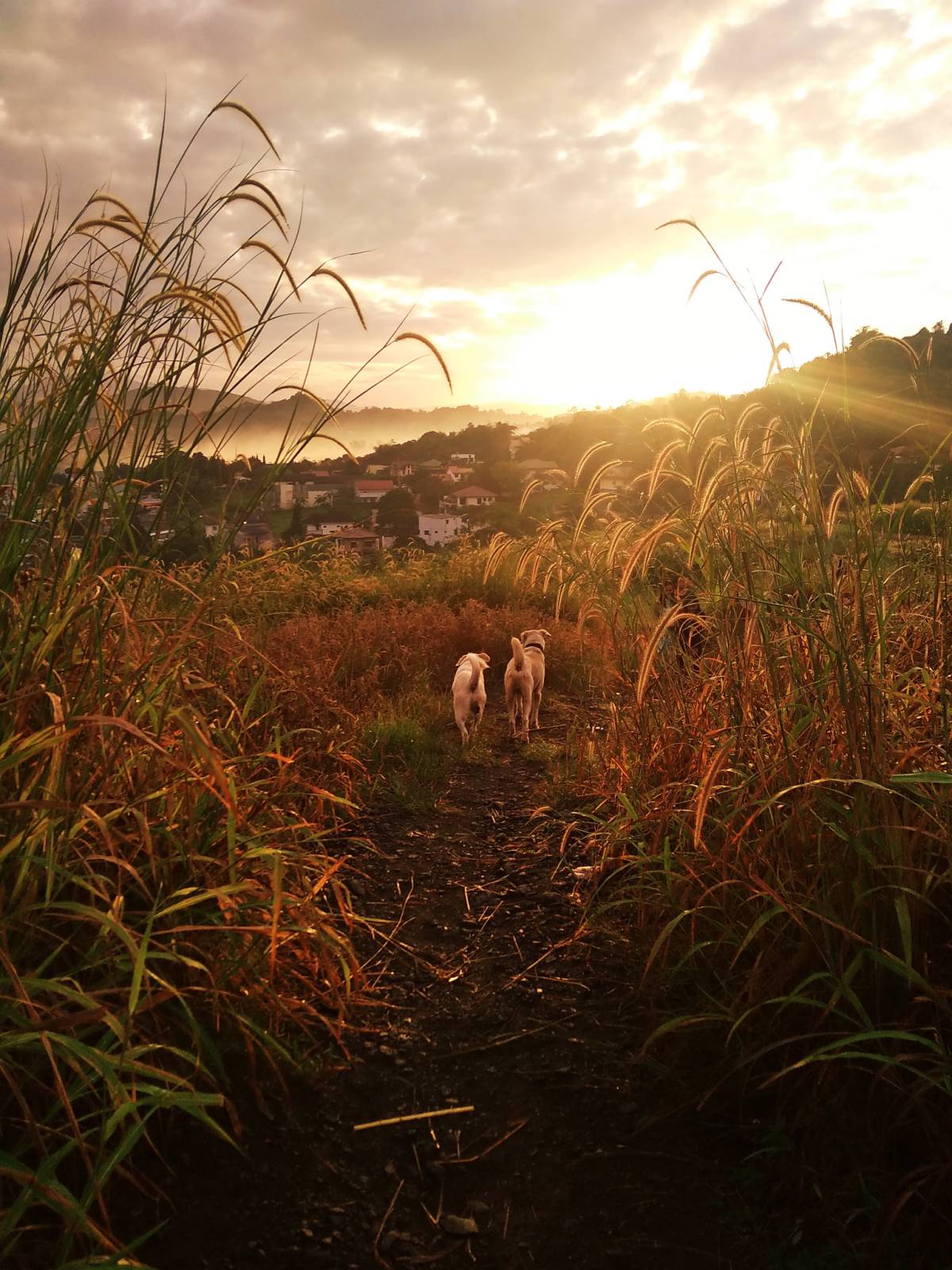 Green mountain view in Antipolo near Phillip's Sanctuary