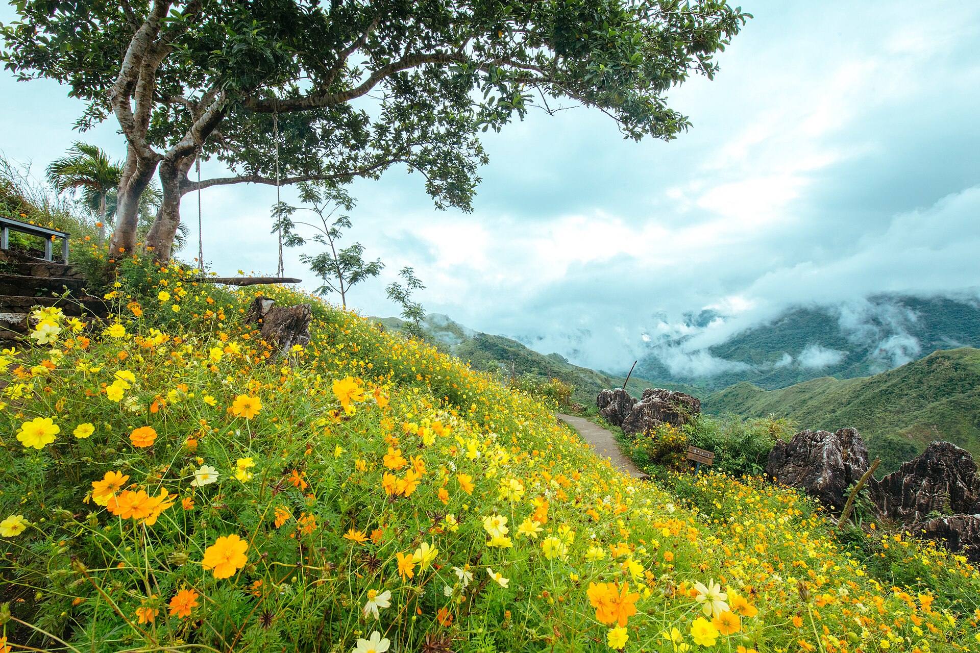 Flower fields at Treasure Mountain
